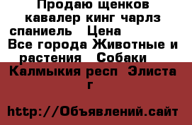 Продаю щенков кавалер кинг чарлз спаниель › Цена ­ 40 000 - Все города Животные и растения » Собаки   . Калмыкия респ.,Элиста г.